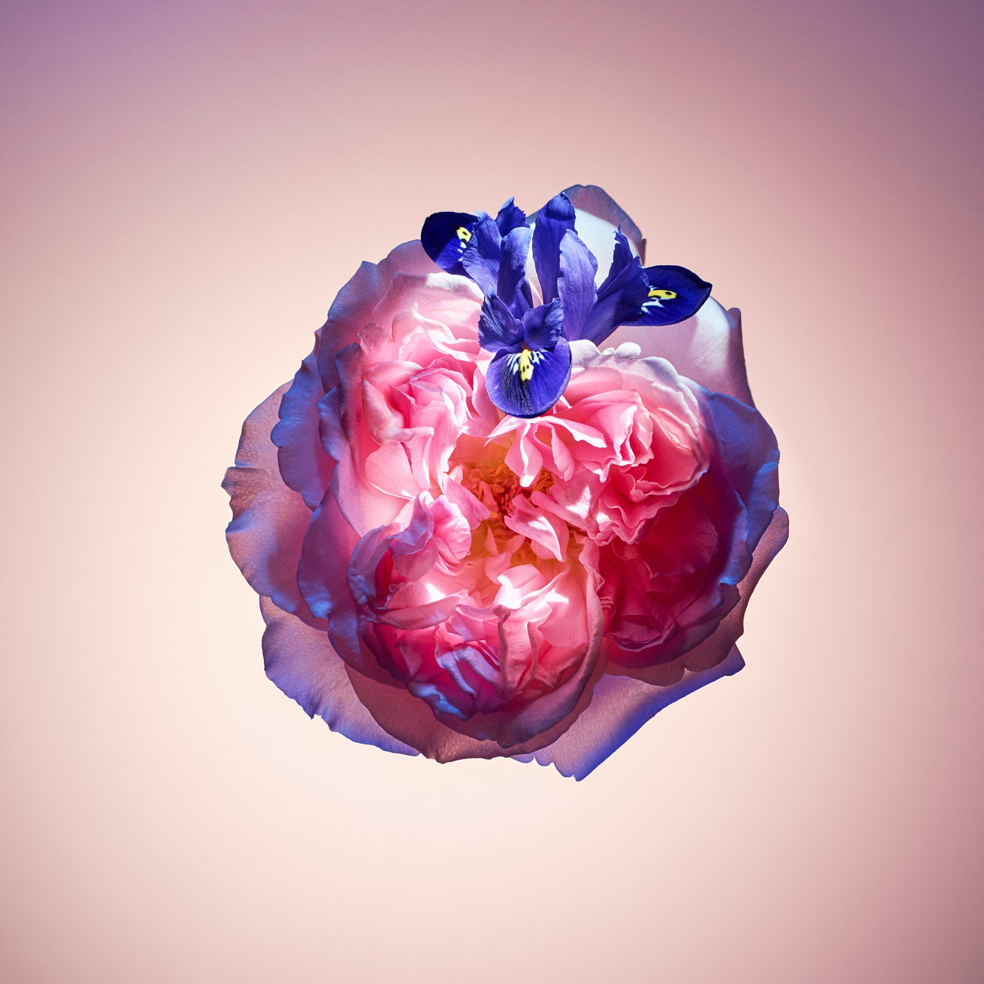 Rose des Vents - Feminine Perfumes - LP0005 | LOUIS VUITTON